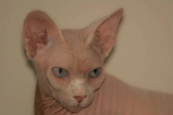 Schönes Exemplar Einer Sphinx Katze Posiert Stolz Haus — Stockfoto