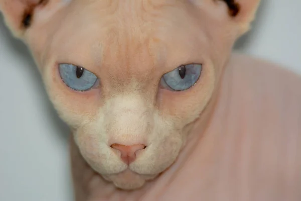 Szép Példány Egy Szfinx Macskától Büszkén Pózol Házban — Stock Fotó