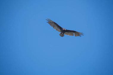 Mavi gökyüzündeki büyük kartal 