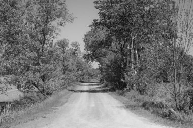 Quebec vilayetindeki ormanda yol