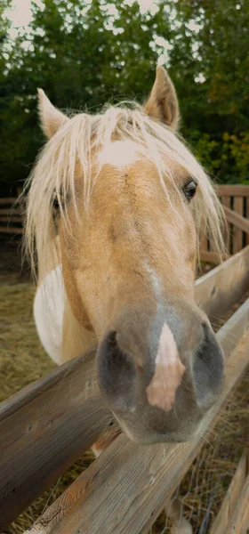 Ziemlich Kleines Pferd Auf Einem Kanadischen Bauernhof Der Provinz Quebec — Stockfoto