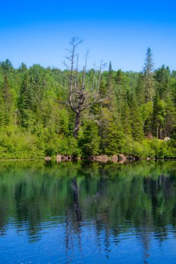 Quebec eyaletindeki güzel Kanada orman nehri