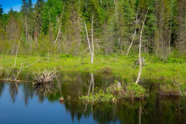 Kanada 'nın Quebec eyaletindeki güzel ve vahşi göl.