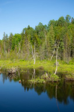 Kanada 'nın Quebec eyaletindeki güzel ve vahşi göl.