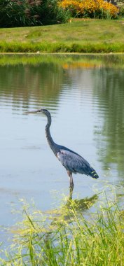 Kanada 'nın Quebec kentinde küçük bir gölün kıyısındaki büyük mavi balıkçılın güzel bir örneği.