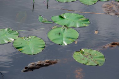 Quebec 'teki Kanada ormanlarında doğal bir göletin yüzeyindeki bitki örtüsü.