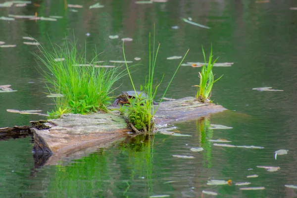 stock image Turtle basking in the sun on a piece of wood floating in a pond