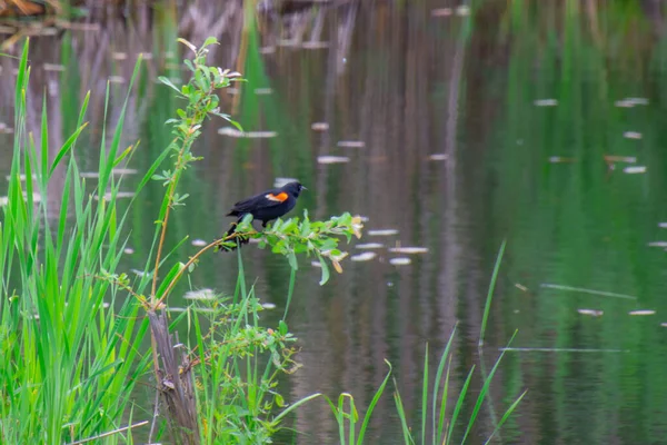 beautiful red winged bird sitting on branch near lake