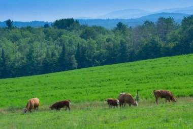 Kanada kırsalındaki Quebec çiftliğinde otlayan inekler