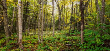 Jay Peak Ormanı ABD 'de turizm sahası 