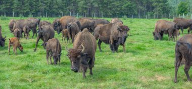 Kırsaldaki bir tarladaki hayvanlar