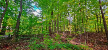 Sonbahar renklerinde yeşil yapraklı orman