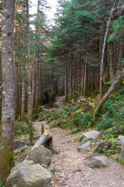 Ağaçlı güzel orman manzarası