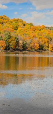 Sonbaharda gölde ördekler