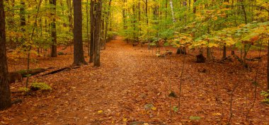 Ağaçlı sonbahar ormanı manzarası