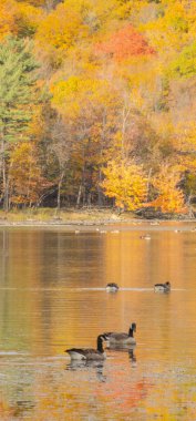 Sonbaharda gölde ördekler