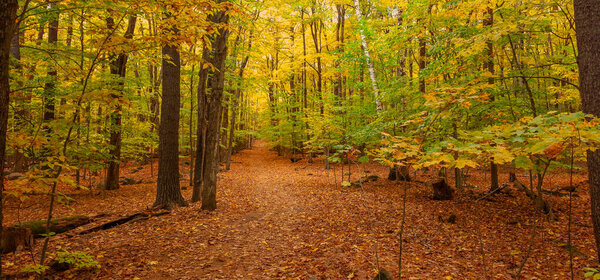 autumn forest landscape with trees