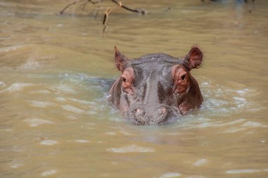 Güney Afrika 'da büyük bir nehirde yıkanan su aygırları.