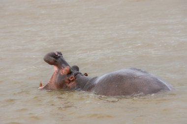 Güney Afrika 'da büyük bir nehirde yıkanan su aygırları.