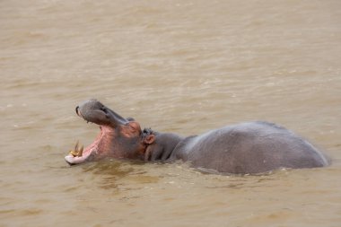 Güney Afrika 'da büyük bir nehirde yıkanan su aygırları.