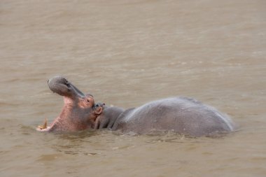 Güney Afrika 'da büyük bir nehirde yıkanan su aygırları.