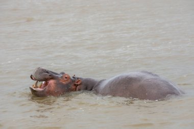 Güney Afrika 'da büyük bir nehirde yıkanan su aygırları.