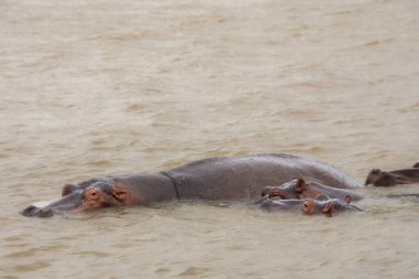 Güney Afrika 'da büyük bir nehirde yıkanan su aygırları.