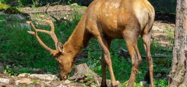 Ormandaki genç geyik manzarası 