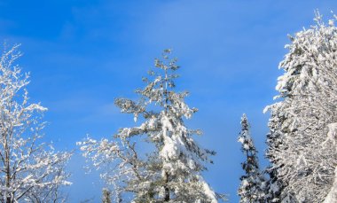 Quebec, Kanada 'da kış manzarası