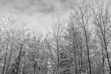 Quebec, Kanada 'da kış manzarası