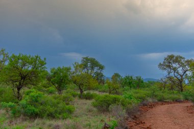 Güney Afrika 'da Burgersfort bölgesinde fırtınalı bir gökyüzü altında Safari