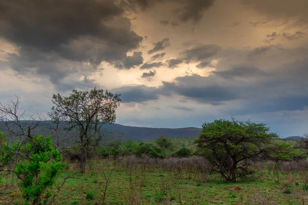 Güney Afrika 'da Burgersfort bölgesinde fırtınalı bir gökyüzü altında Safari