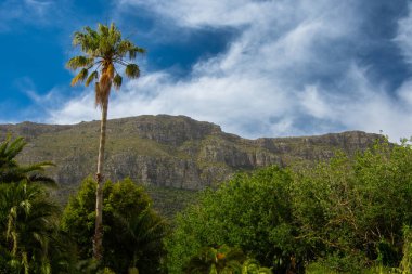 Masa, Cape Town, Kirstenbosch Gardens, Güney Afrika manzarası.