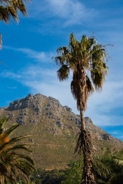 Masa, Cape Town, Kirstenbosch Gardens, Güney Afrika manzarası.