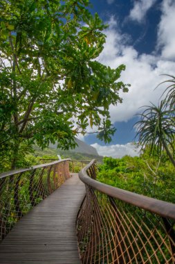 Masa, Cape Town, Kirstenbosch Gardens, Güney Afrika manzarası.
