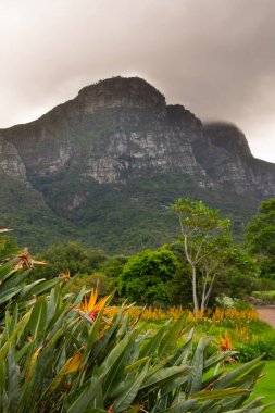 Masa, Cape Town, Kirstenbosch Gardens, Güney Afrika manzarası.