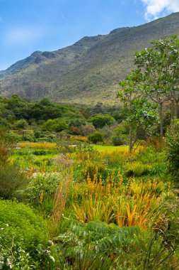 Masa, Cape Town, Kirstenbosch Gardens, Güney Afrika manzarası.