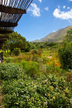 Masa, Cape Town, Kirstenbosch Gardens, Güney Afrika manzarası.