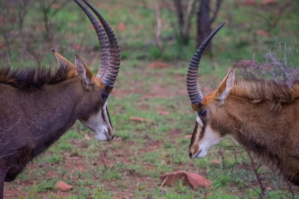 Güney Afrika 'da iki siyah antilop (Sable) boynuzları çarpıştı. 