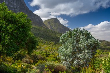 Masa, Cape Town, Kirstenbosch Gardens, Güney Afrika manzarası.