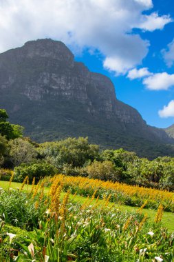 Masa, Cape Town, Kirstenbosch Gardens, Güney Afrika manzarası.