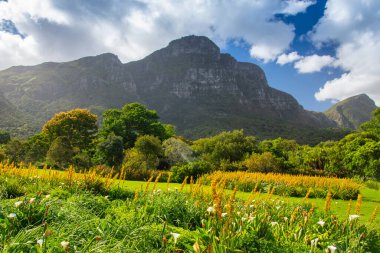Masa, Cape Town, Kirstenbosch Gardens, Güney Afrika manzarası.