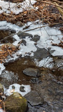 Quebec 'teki Kanada ormanı kışı parkı korudu.