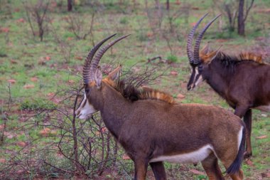 Güney Afrika 'da siyah bir antilobun (Samur) güzel örnekleri