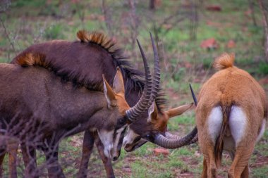 Güney Afrika 'da siyah bir antilobun (Samur) güzel örnekleri