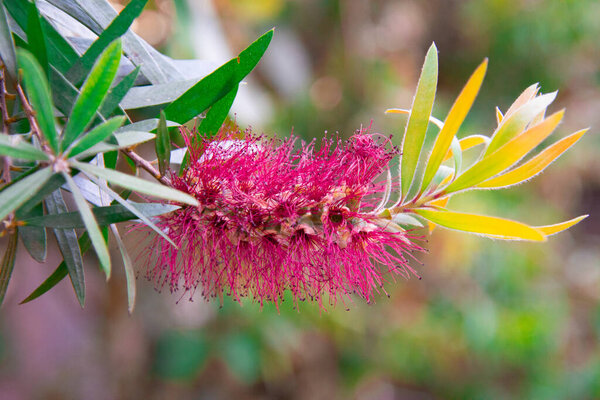 очень красивые натуральные цветы в красивом южноафриканском саду