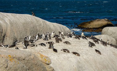 Güney Afrika, Cape Town yakınlarındaki Bulders Beach kolonisindeki penguenler. 