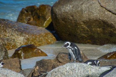 Güney Afrika, Cape Town yakınlarındaki Bulders Beach kolonisindeki penguenler. 
