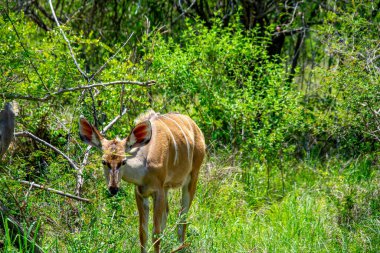 Güney Afrika 'nın çalılıklarında güzel bir nyala antilobu örneği.