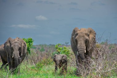 Güzel vahşi fil Güney Afrika 'daki doğal ortamında  
